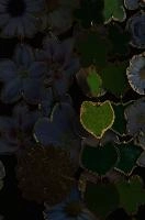 2013-11-12-19.32.08 ZS DMap.jpg